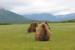 Illustration for article titled Please Enjoy This Gallery Of Amazing Bear Photos